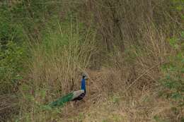 Image of Asiatic peafowl