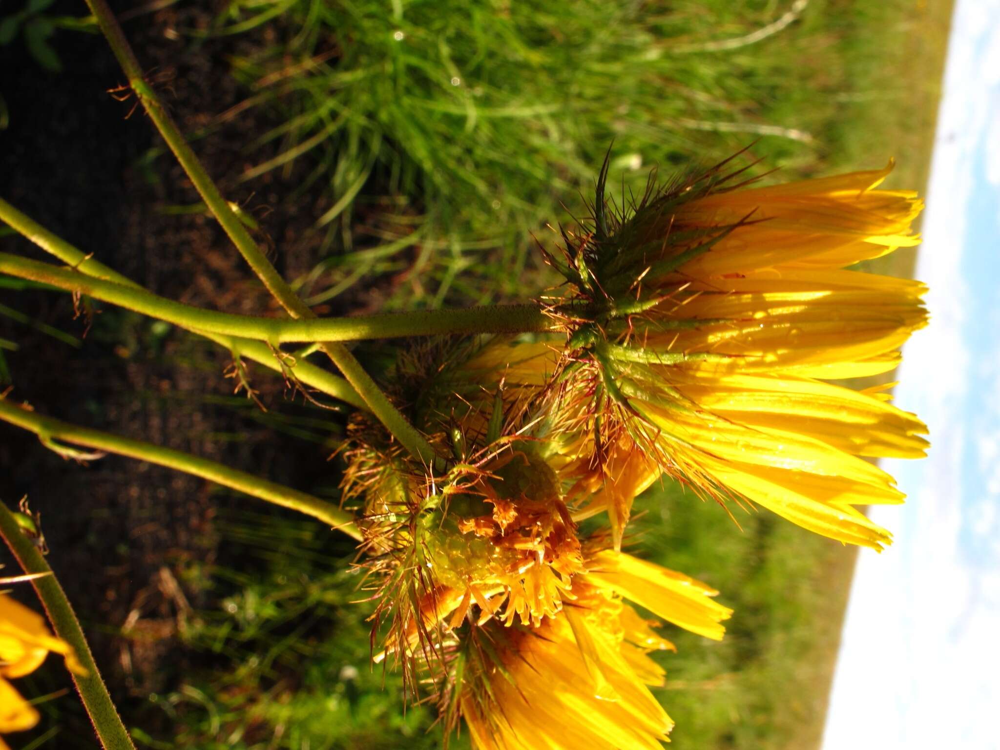 Image of Berkheya speciosa (DC.) O. Hoffm.