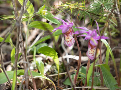 Image of Calypso Salisb.