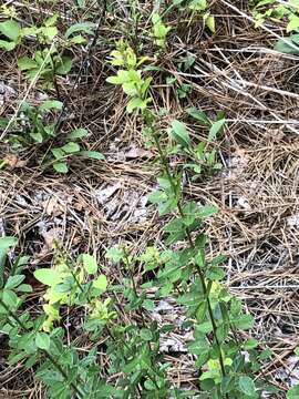 Image of hairy small-leaf ticktrefoil