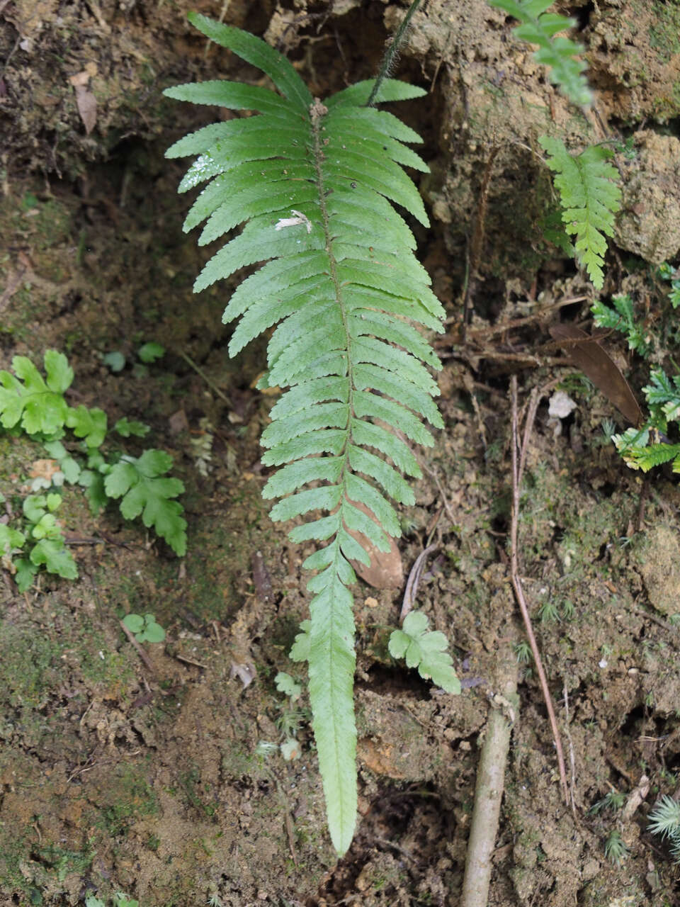 Image of Microlepia hookeriana (Wall.) C. Presl