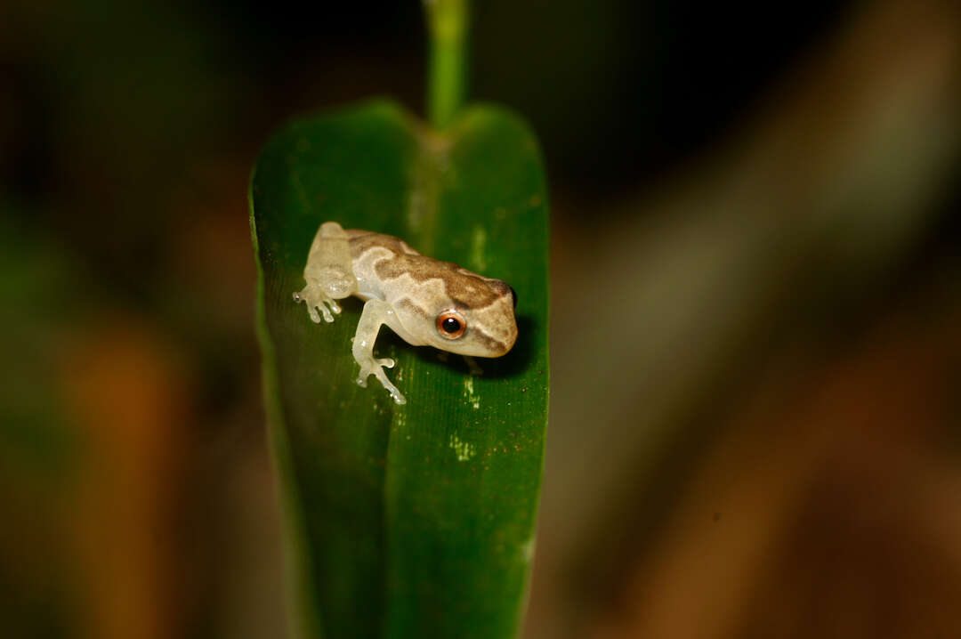 Image of Hyperolius sylvaticus Schiøtz 1967