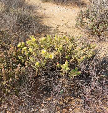 Image of Mesembryanthemum nitidum Haw.