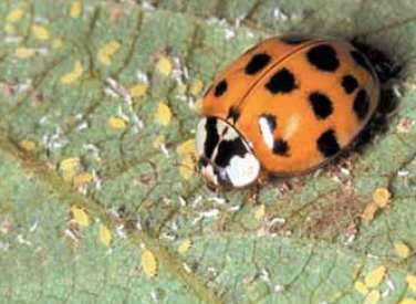 Image of Soybean aphid