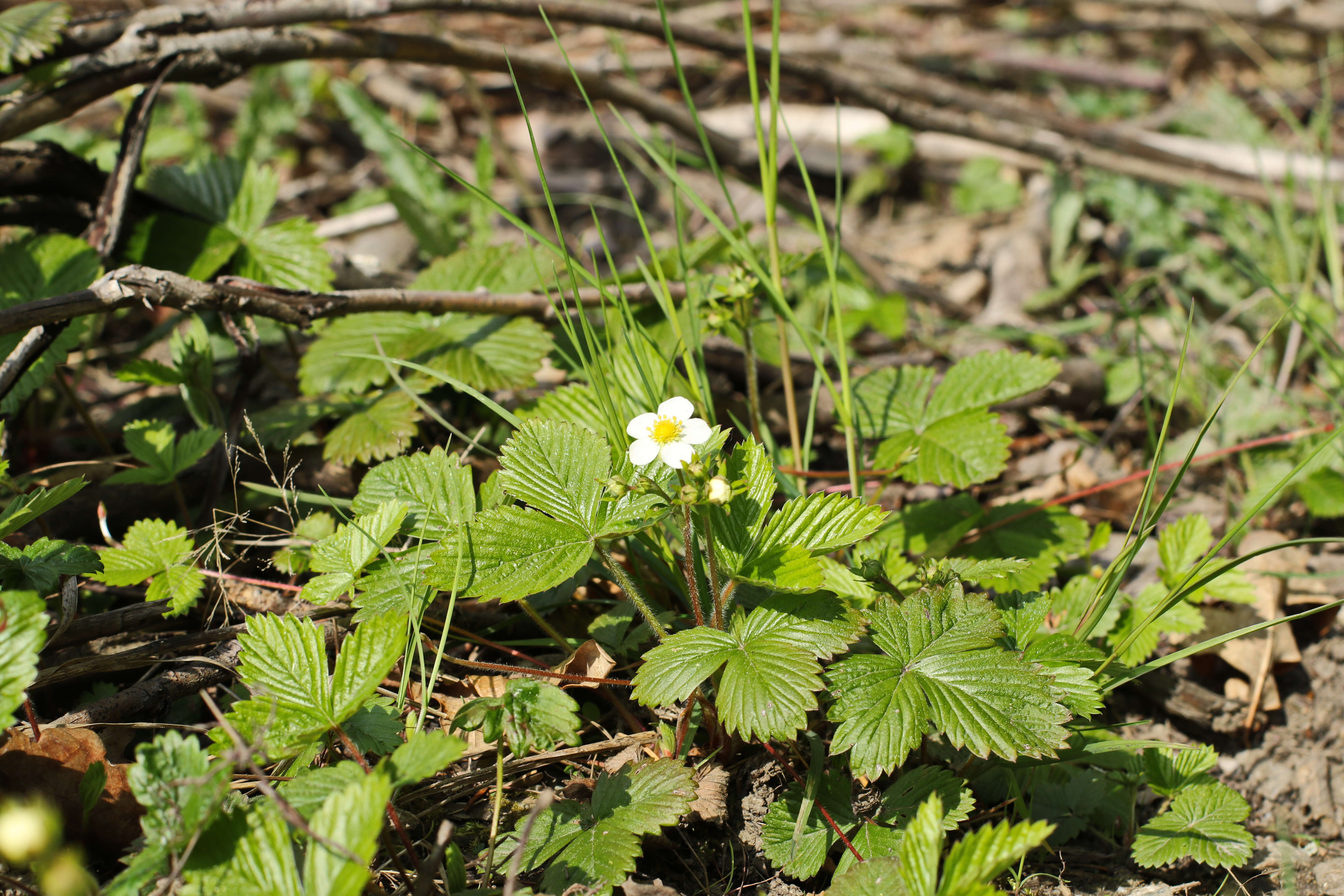 Image of woodland strawberry