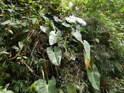 Image of Philodendron longirrhizum M. M. Mora & Croat