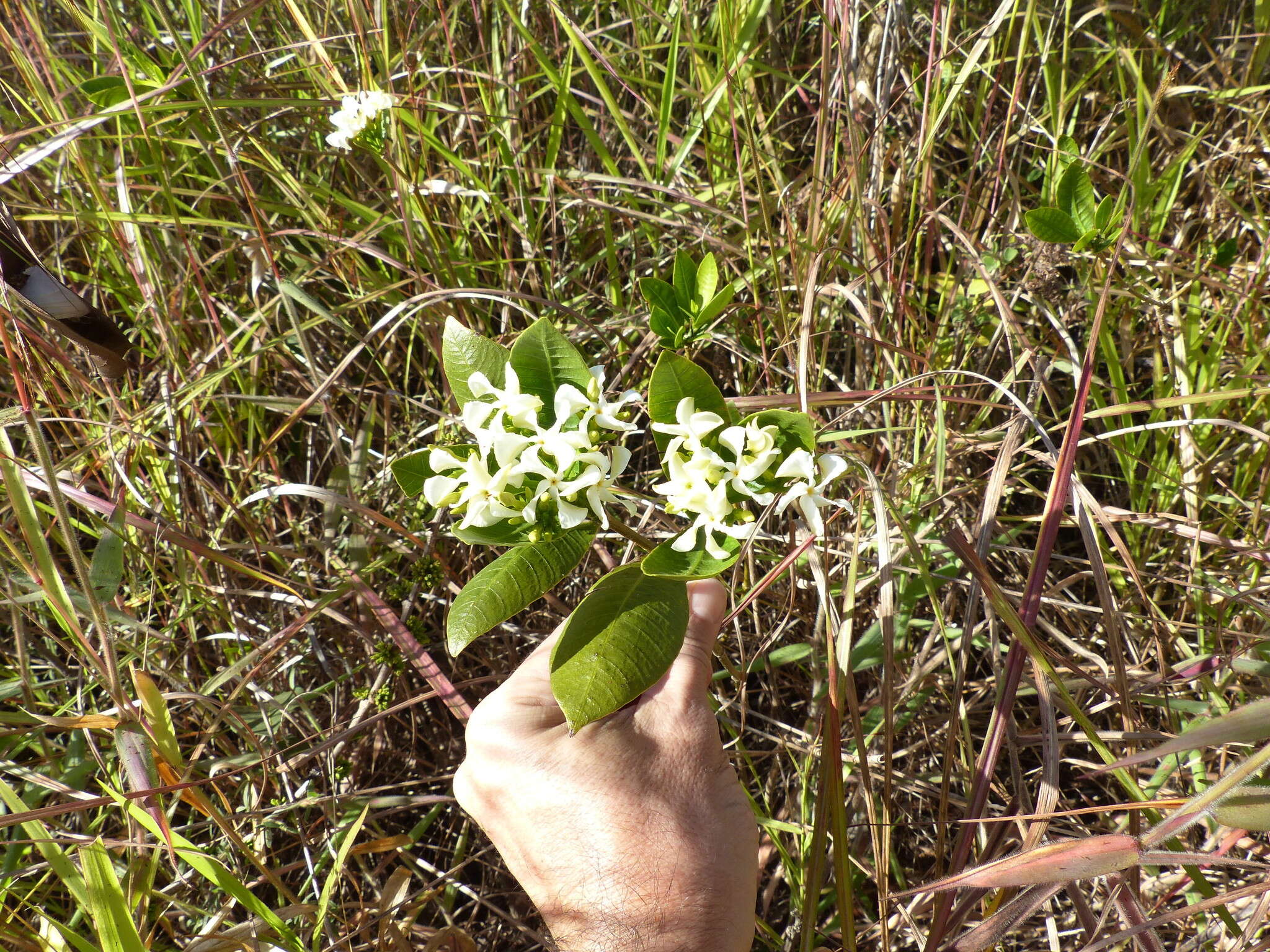 Image of Tabernaemontana solanifolia A. DC.