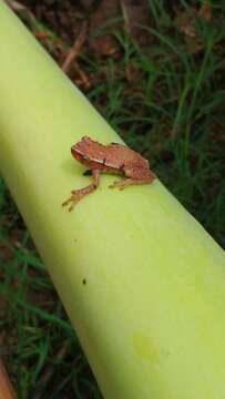 Imagem de Tlalocohyla smithii (Boulenger 1902)