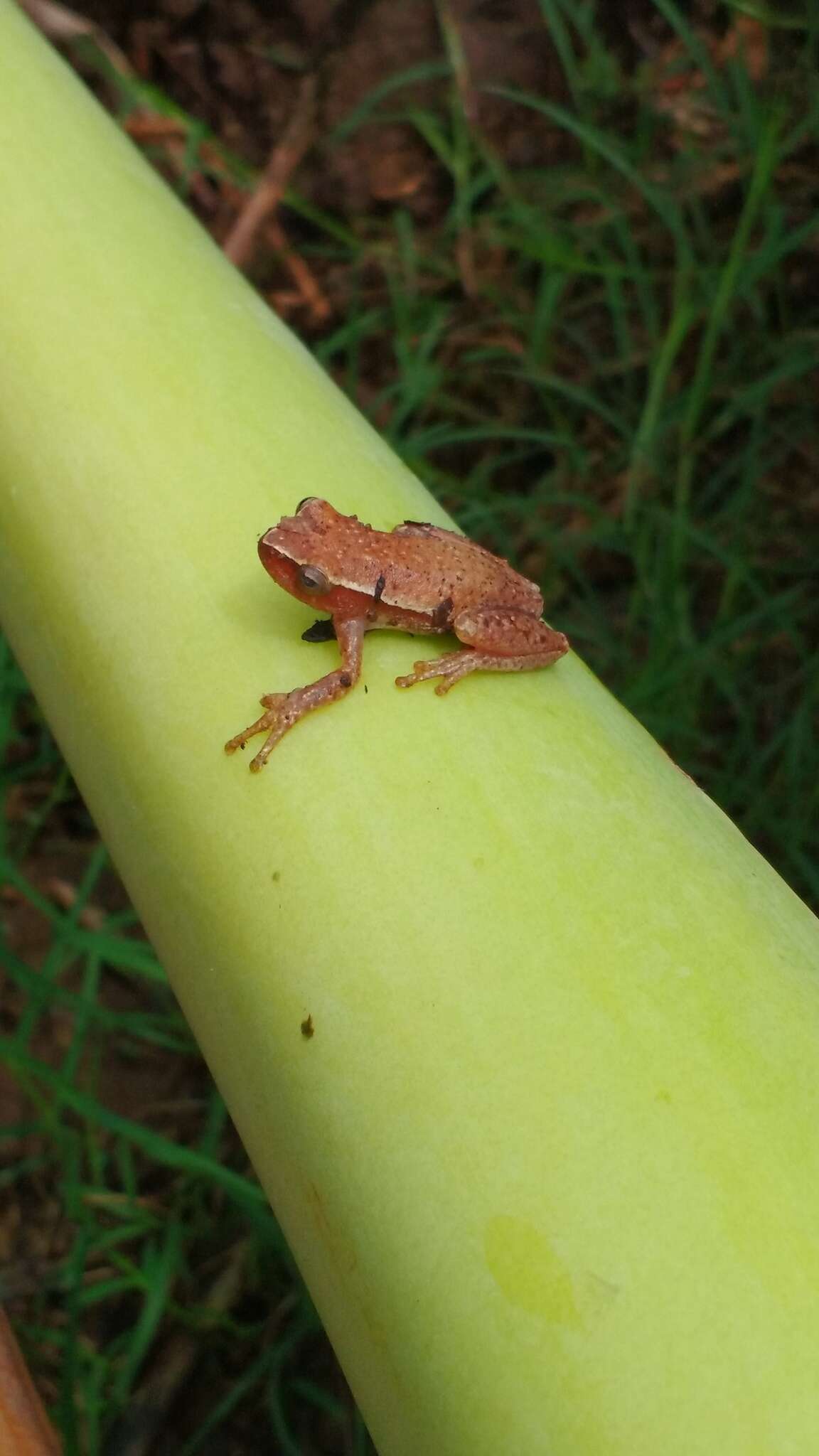 Sivun Tlalocohyla smithii (Boulenger 1902) kuva