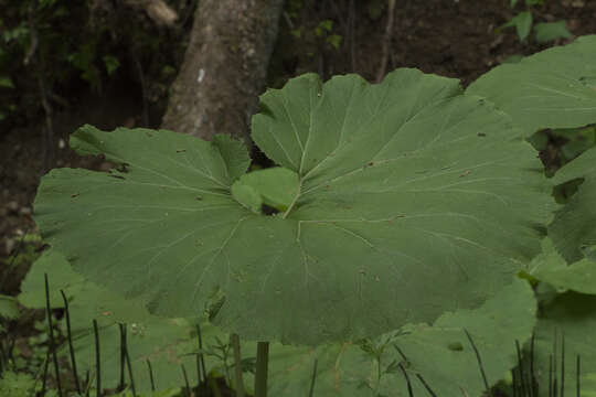 Image of Petasites japonicus subsp. giganteus (F. Schmidt ex Trautv.) Kitam.