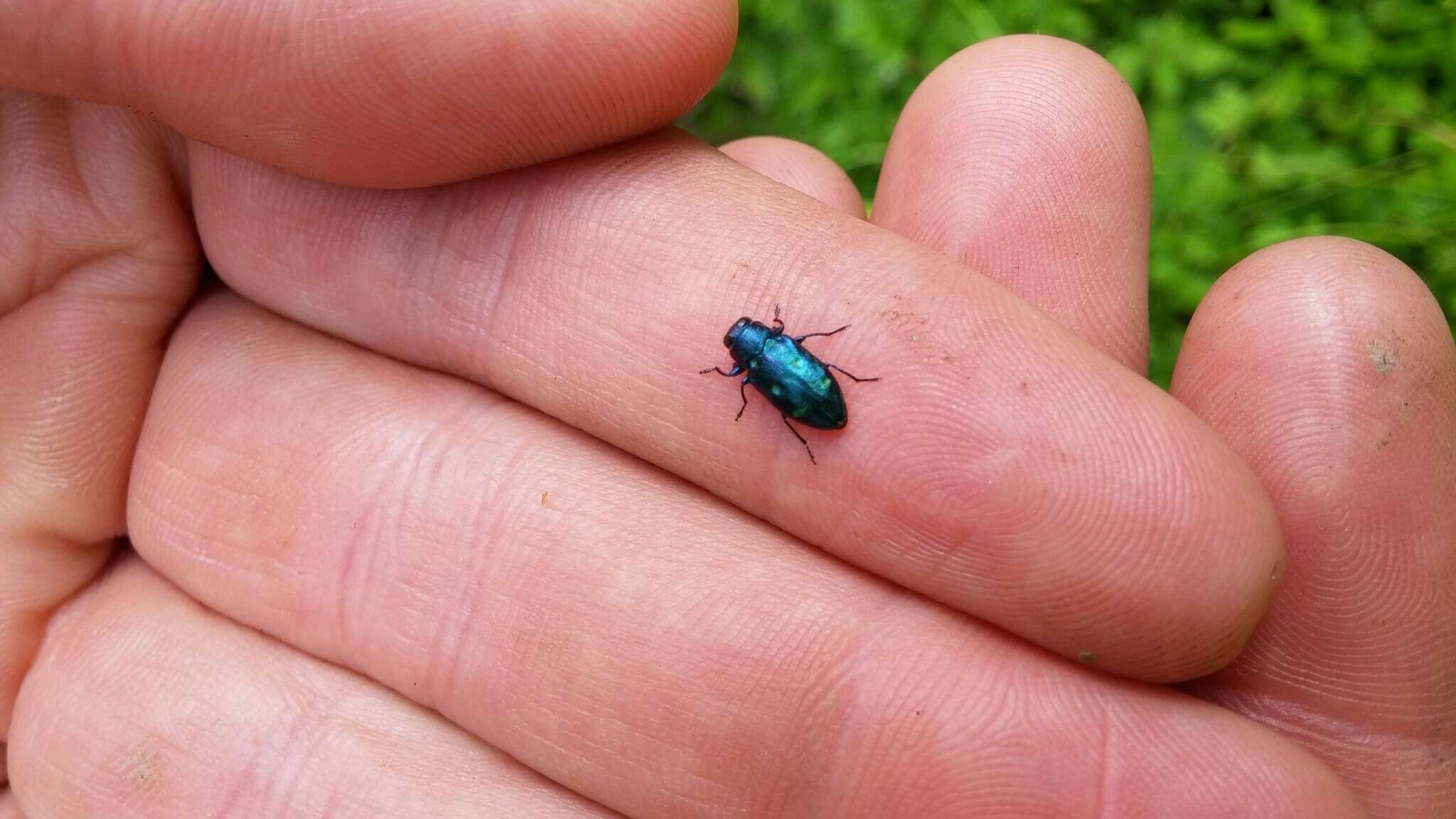 صورة Chrysobothris azurea Le Conte 1857