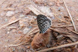 صورة Leptotes cassius (Cramer (1775))