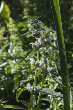 Image of Eriophyton oblongatum (Schrenk) Bendiksby