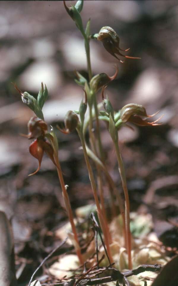 Image of Greenhood orchids