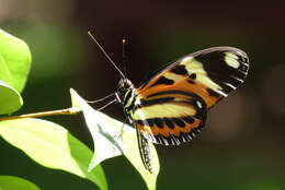 Image of Isabella’s Longwing