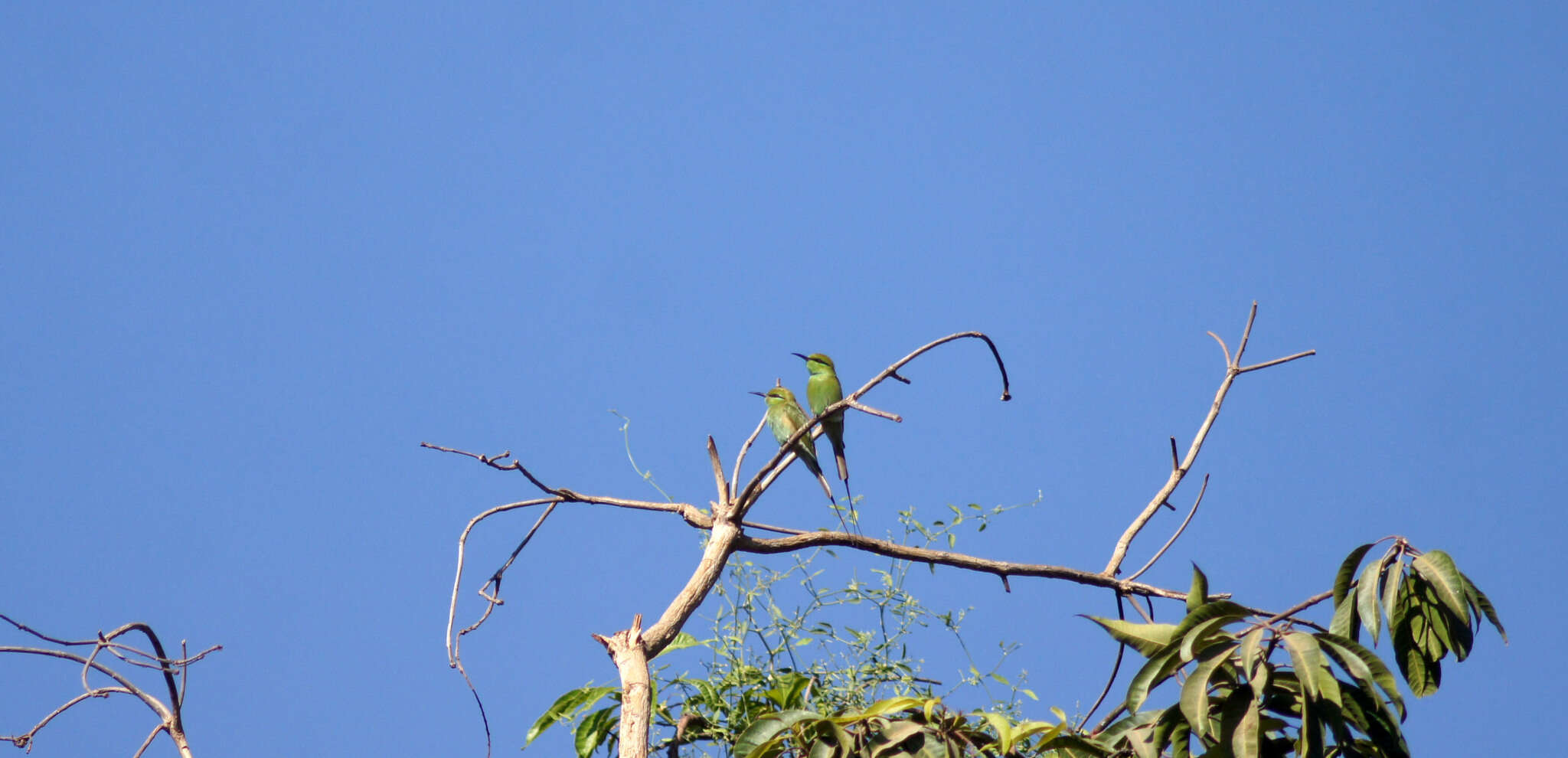 Image of African Green Bee-eater