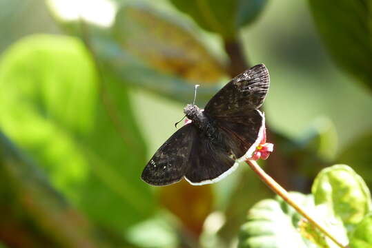 Image of Funereal Duskywing