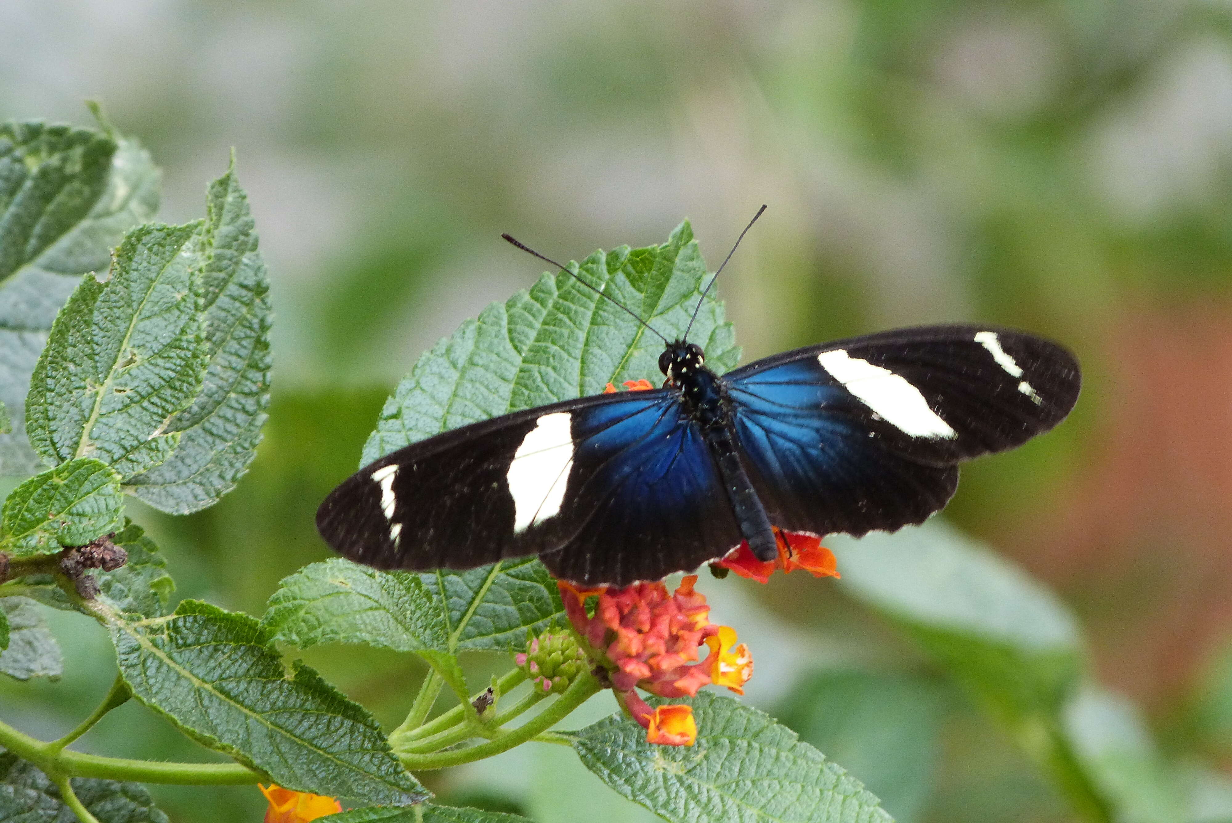 Heliconius sara Fabricius 1793的圖片