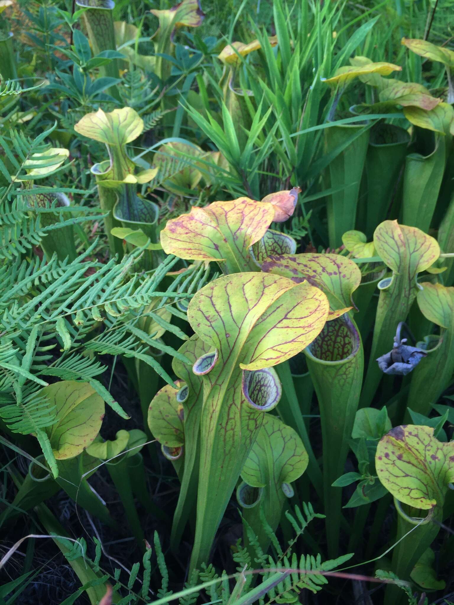 Image of Green Pitcherplant