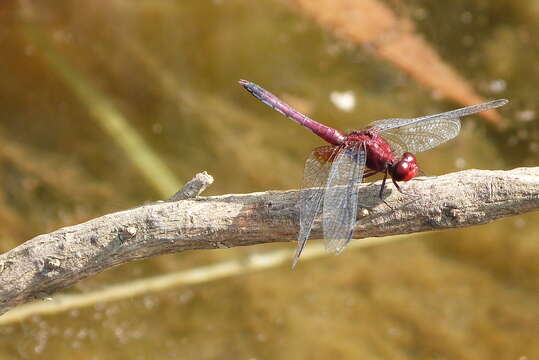 Image of Roseate Skimmer