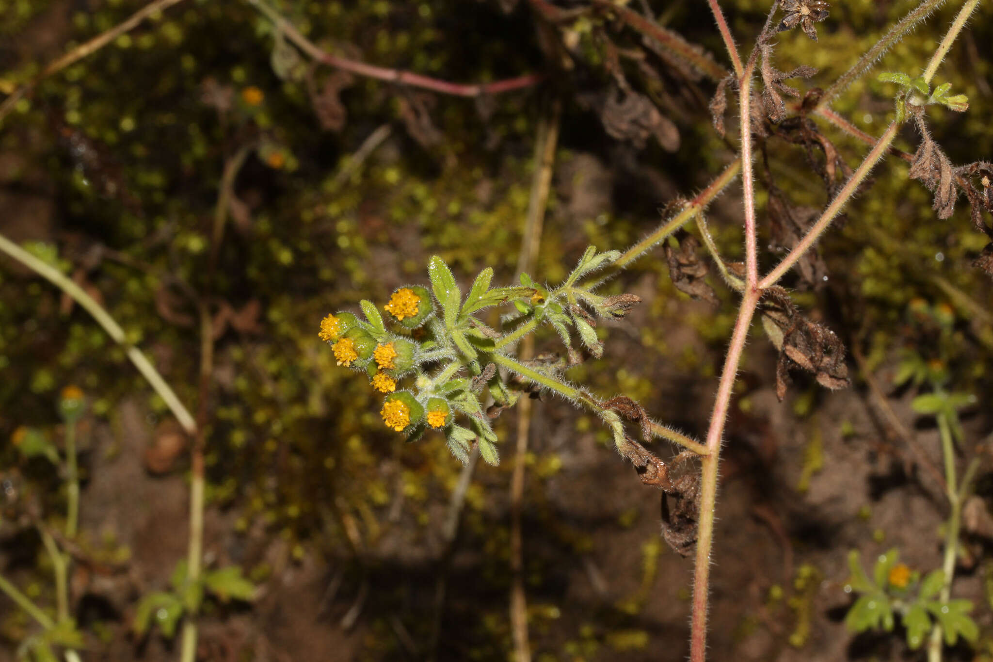 Image de Villanova oppositifolia Lag.