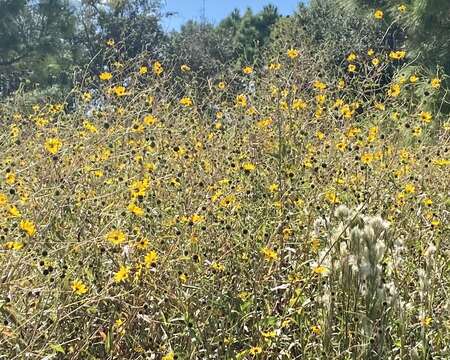 Image de Helianthus agrestis Pollard