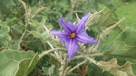 Image of Solanum lycocarpum A. St.-Hil.