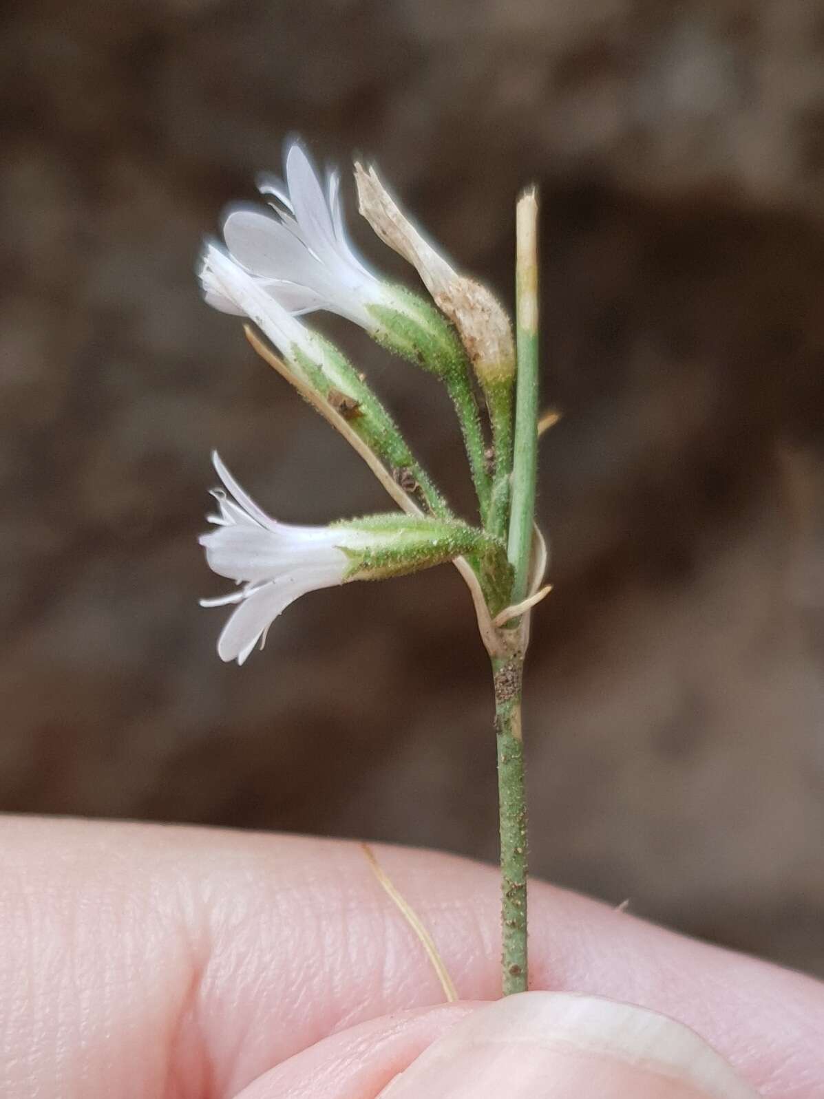 Image of Petrorhagia illyrica (Ard.) P. W. Ball & Heywood