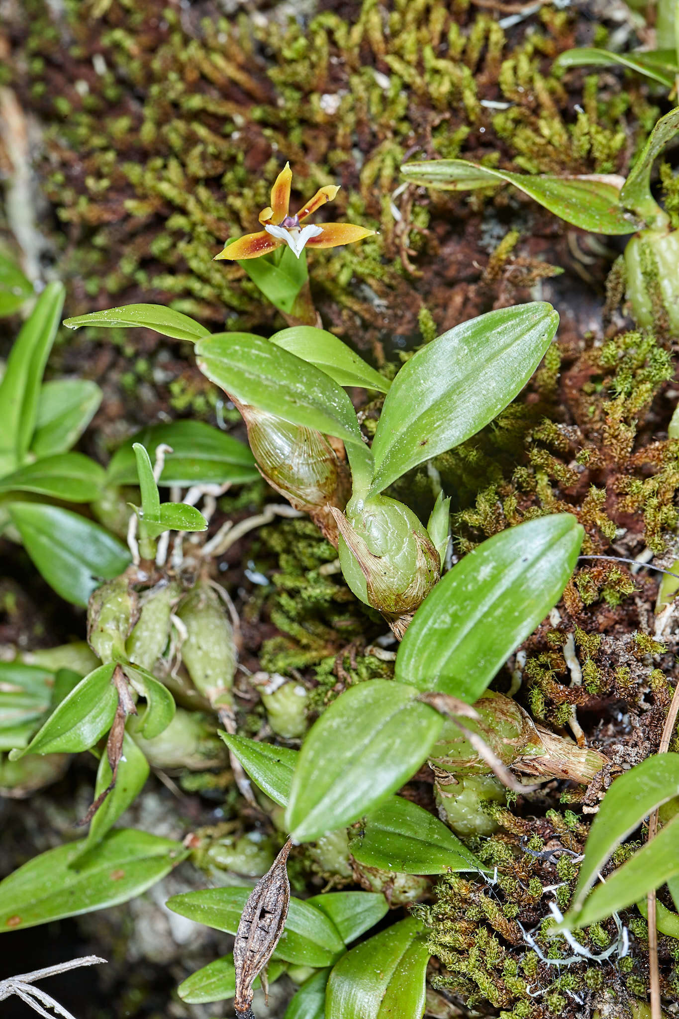 Image of Dinema polybulbon (Sw.) Lindl.