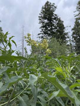 Image of Sambucus cerulea var. neomexicana