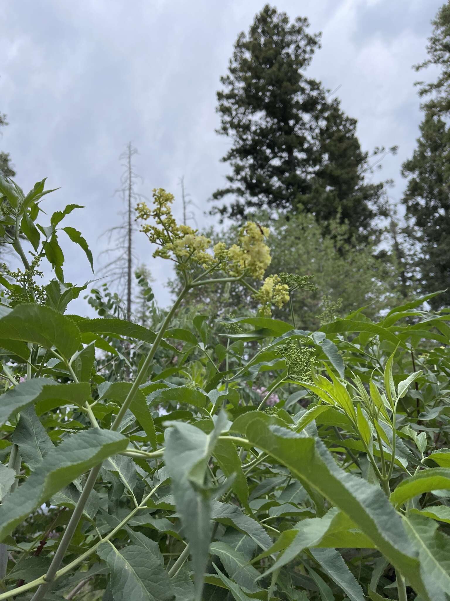 Image de Sambucus cerulea var. neomexicana