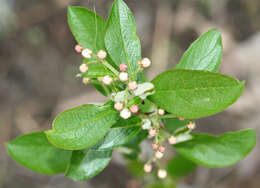 Plancia ëd Aronia arbutifolia (L.) Pers.