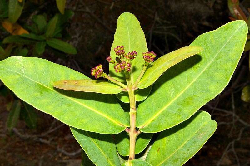 Imagem de Syzygium cordatum Hochst.