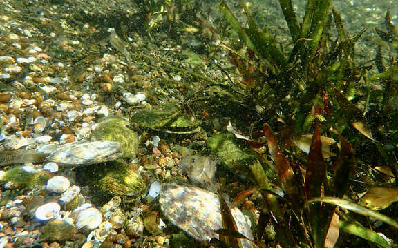 Plancia ëd Stenogobius hawaiiensis Watson 1991