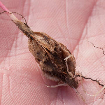 Image of Moraea angulata Goldblatt