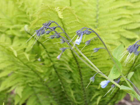 Image of Virginia Bluebell