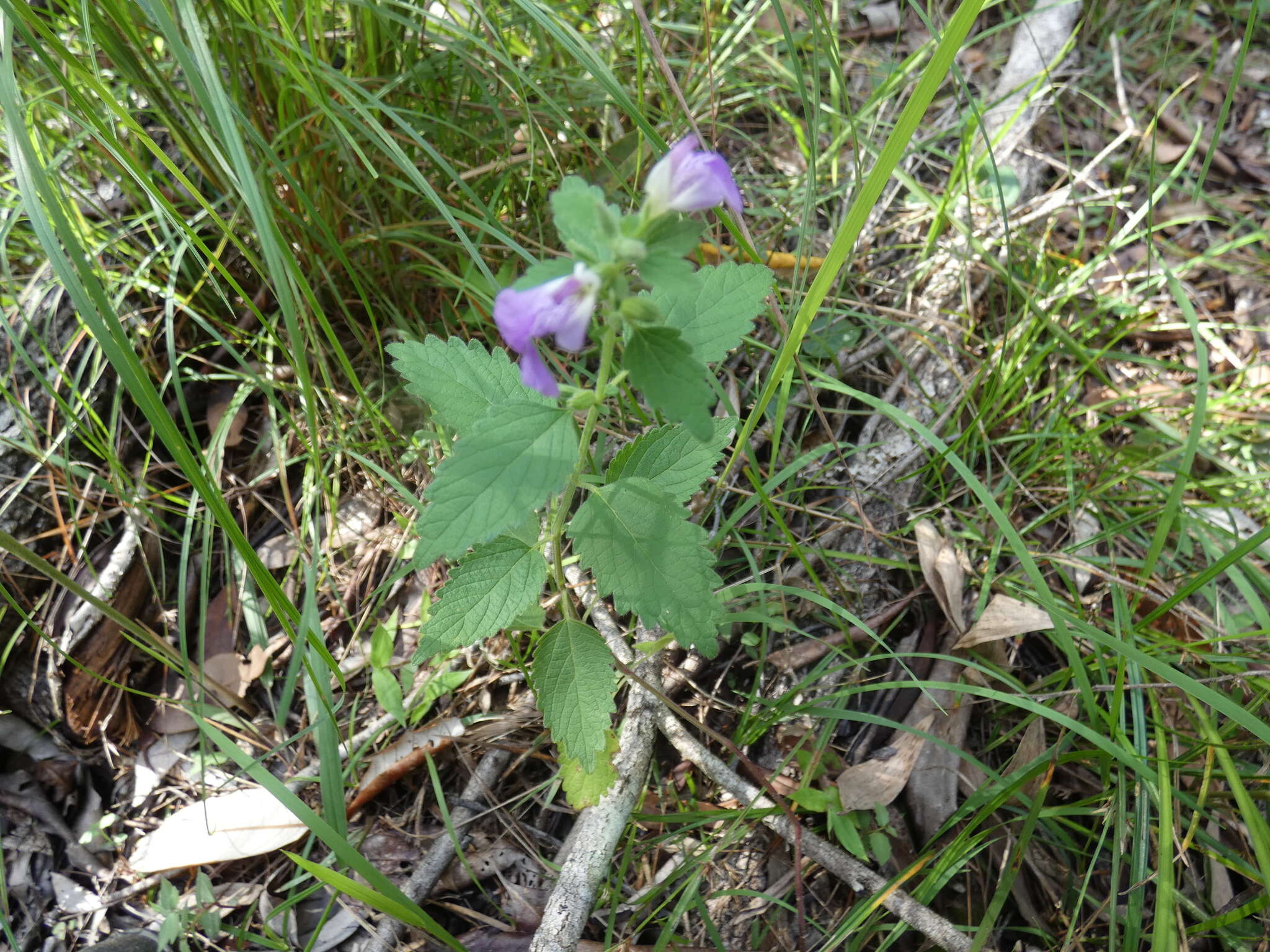 Anisomeles moschata R. Br.的圖片