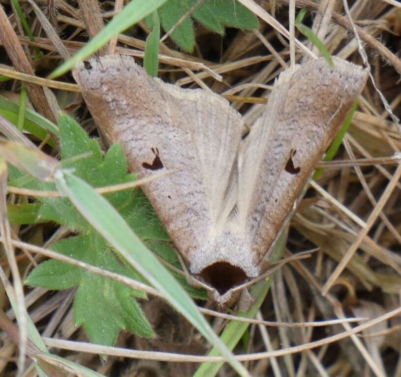 Plancia ëd <i>Lygephila pastinum</i>