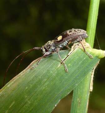 Image of Stenellipsis bimaculata (White 1846)