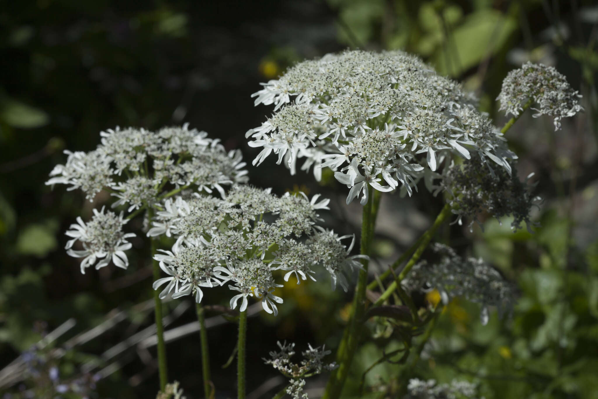 صورة Heracleum apiifolium Boiss.