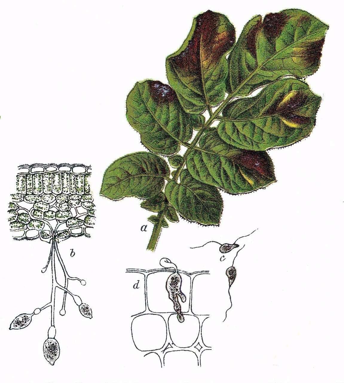 Image of Phytophthora de Bary 1876