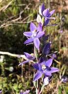 Image of Kath's sun orchid