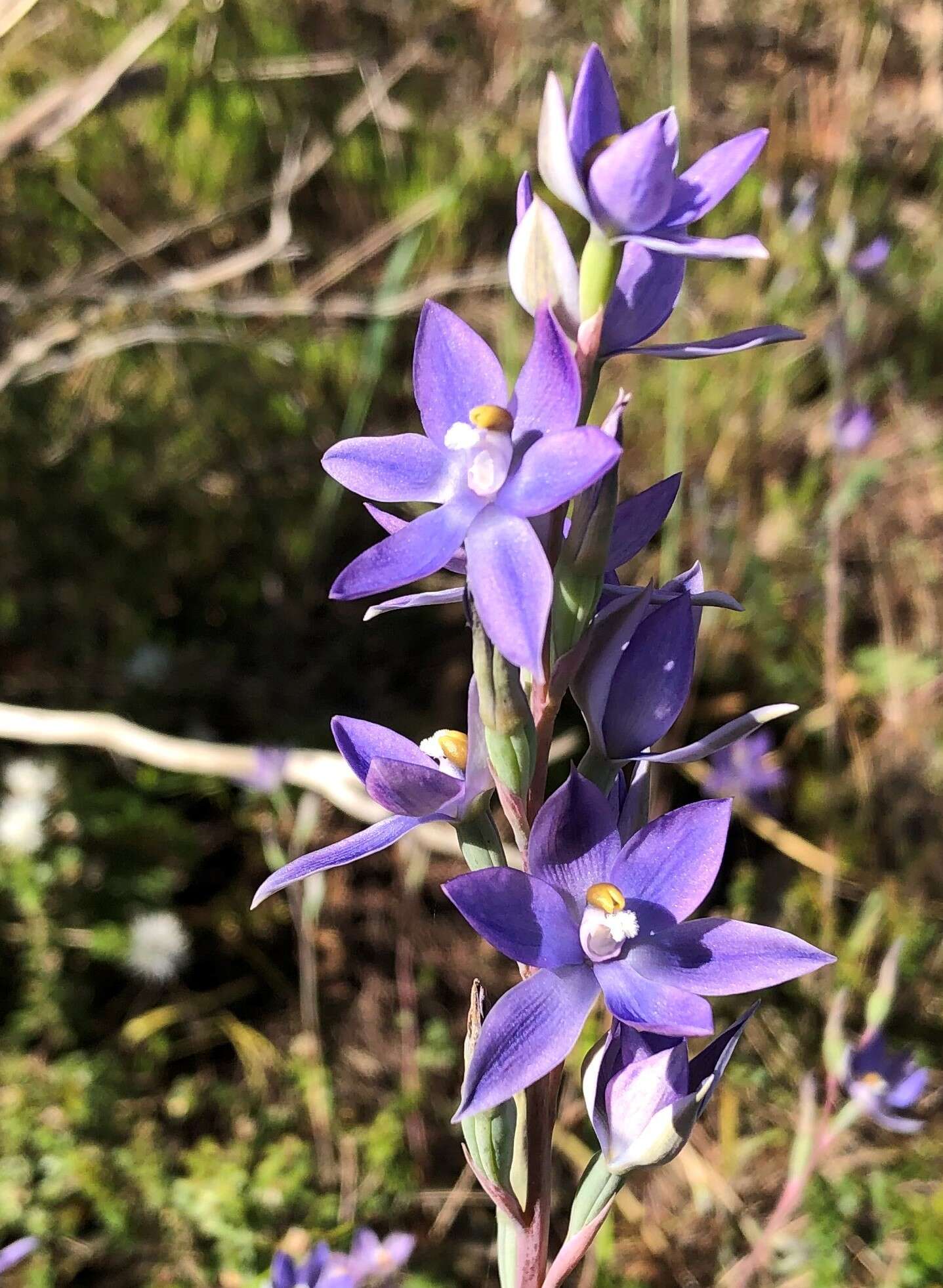 Image of Kath's sun orchid