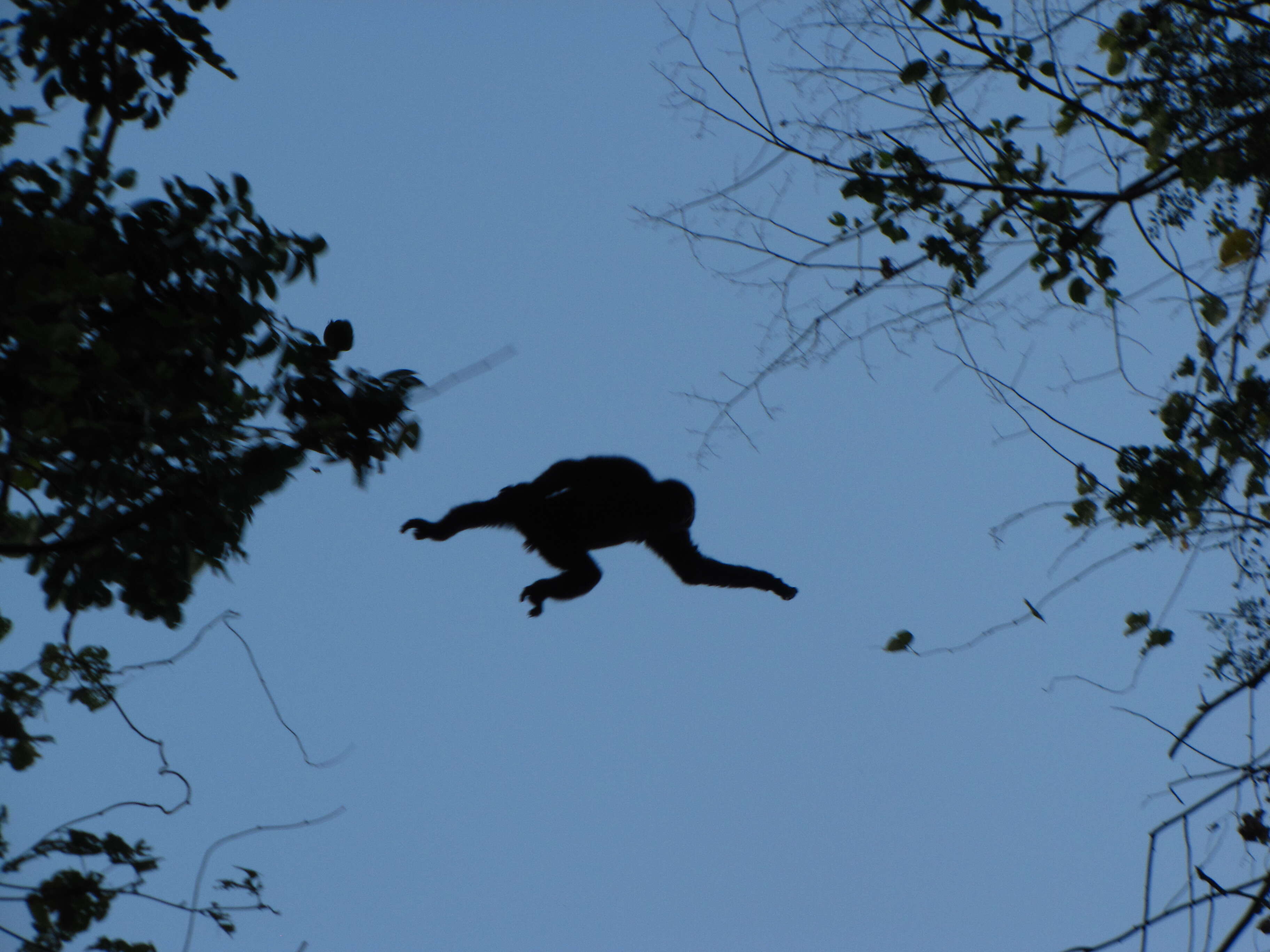 Image of Eastern Hoolock Gibbon