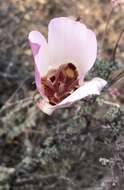 Calochortus simulans (Hoover) Munz resmi