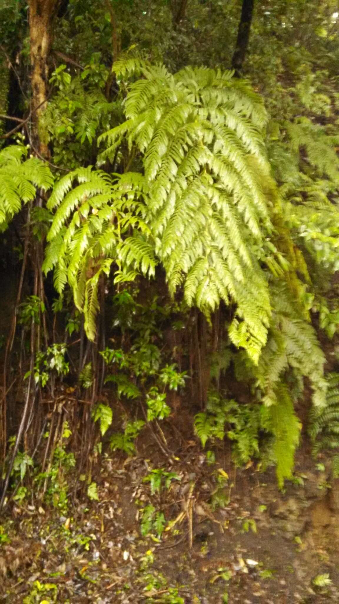 Image of Angiopteris lygodiifolia Rosenst.