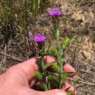 Слика од Liatris squarrosa (L.) Michx.