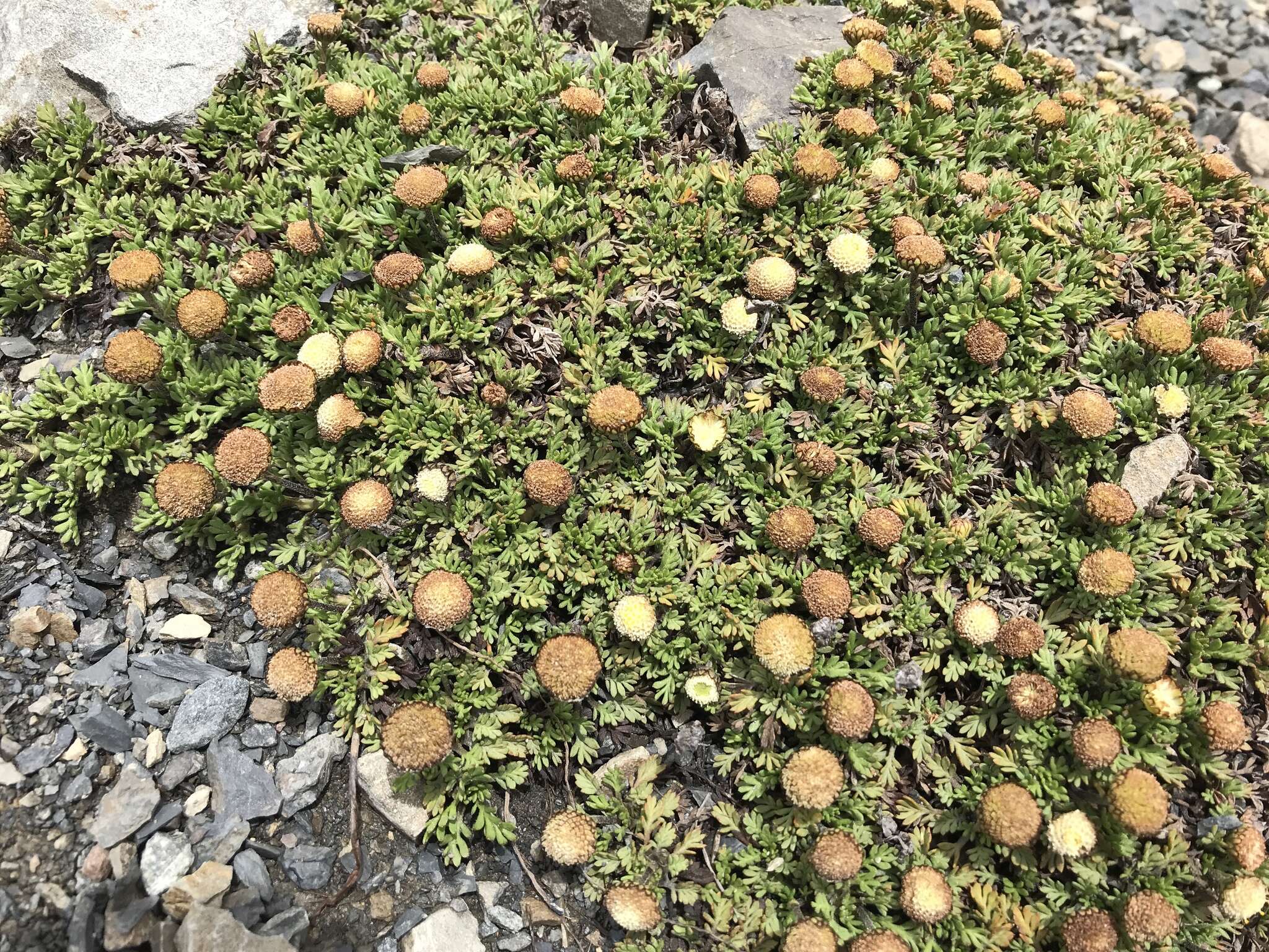 Plancia ëd Leptinella pyrethrifolia (Hook. fil.) D. G. Lloyd & C. J. Webb