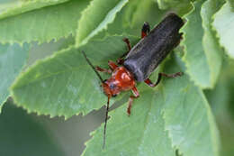 Image of Cantharis livida