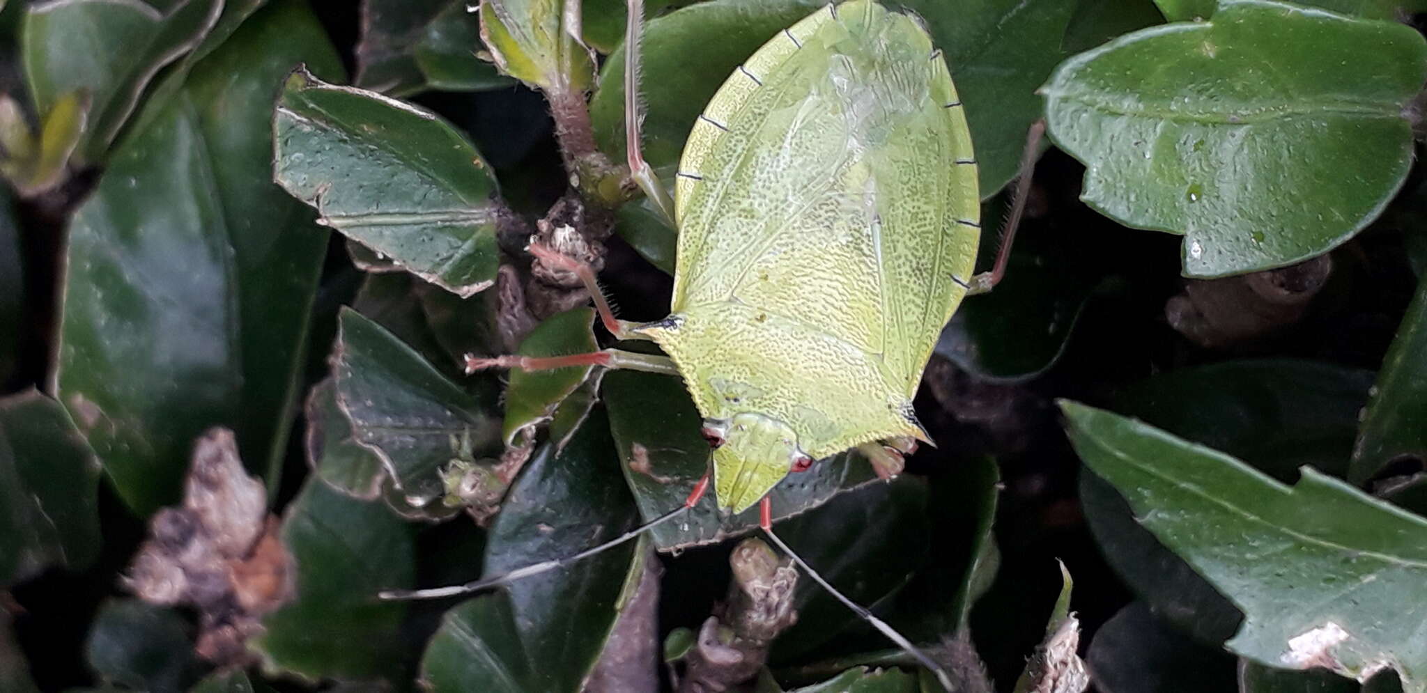 Image of Chlorocoris (Chlorocoris) distinctus Signoret 1851